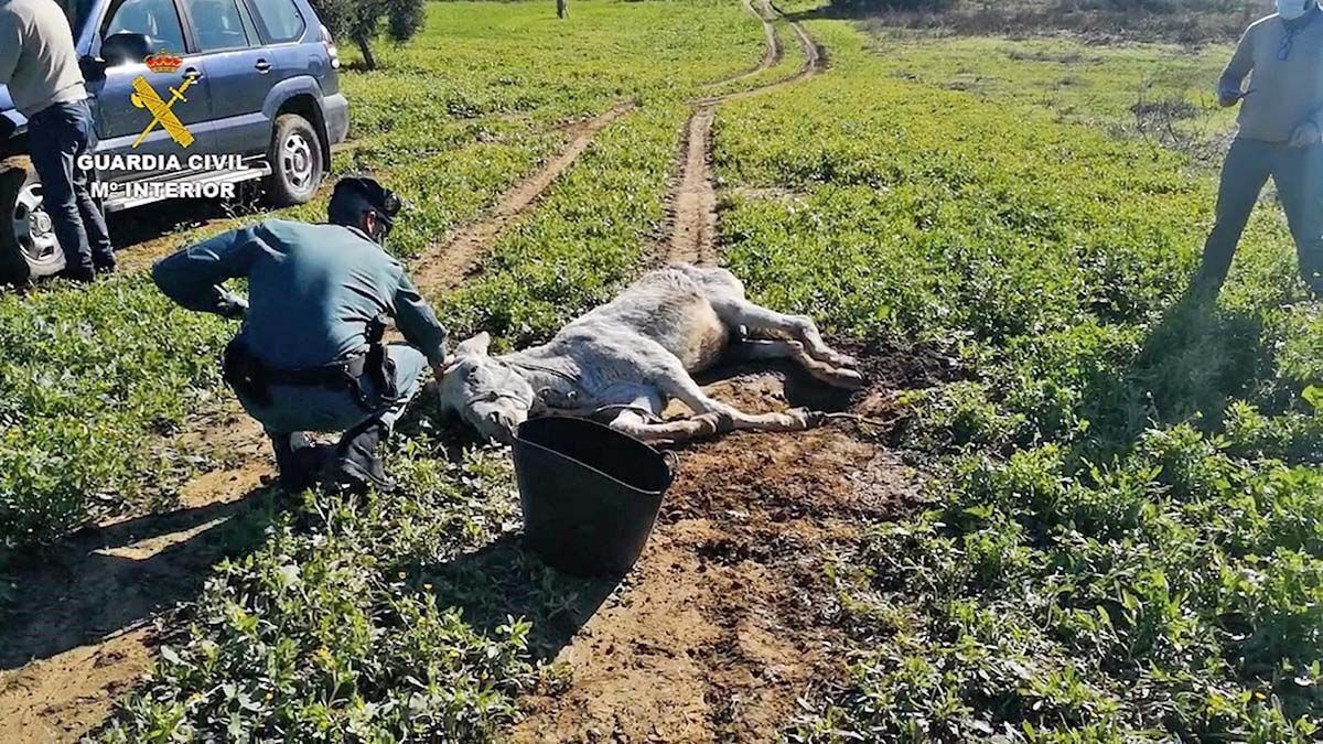 Burro abandonado en Almonte
