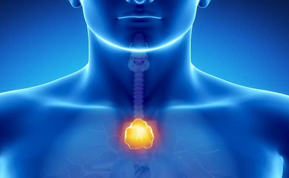 El timo, glándula endocrina