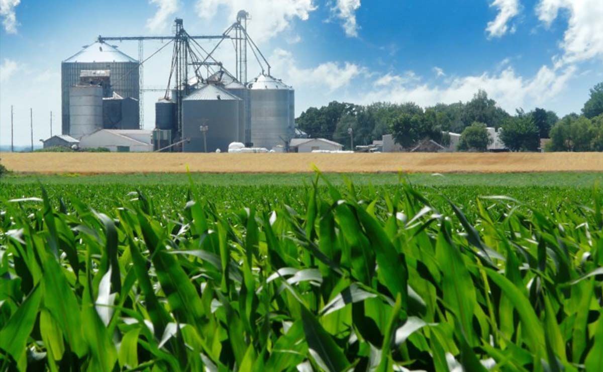Plantación para el biocombustible