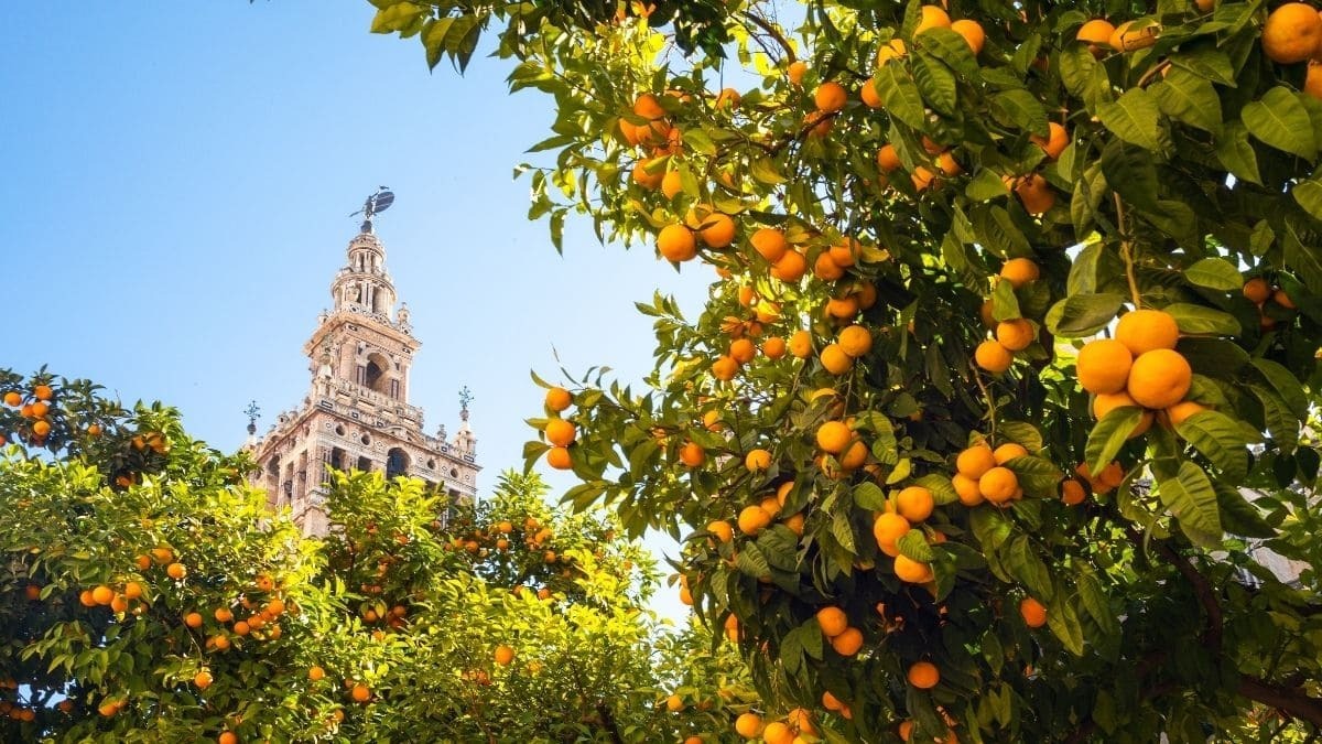 Sevilla, ciudad del mundo con más vitamina C